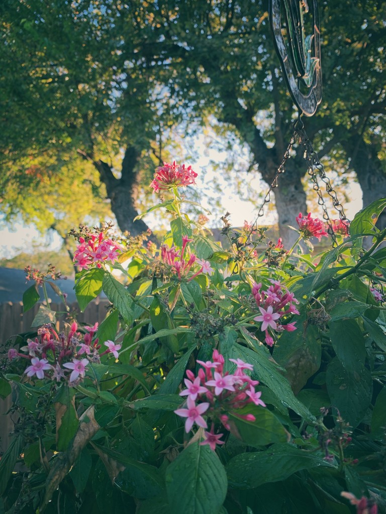 My Pentas are still blooming  by louannwarren