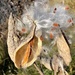 Milkweed and Bats by sunnygreenwood