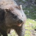 One hungry Wombat by kgolab