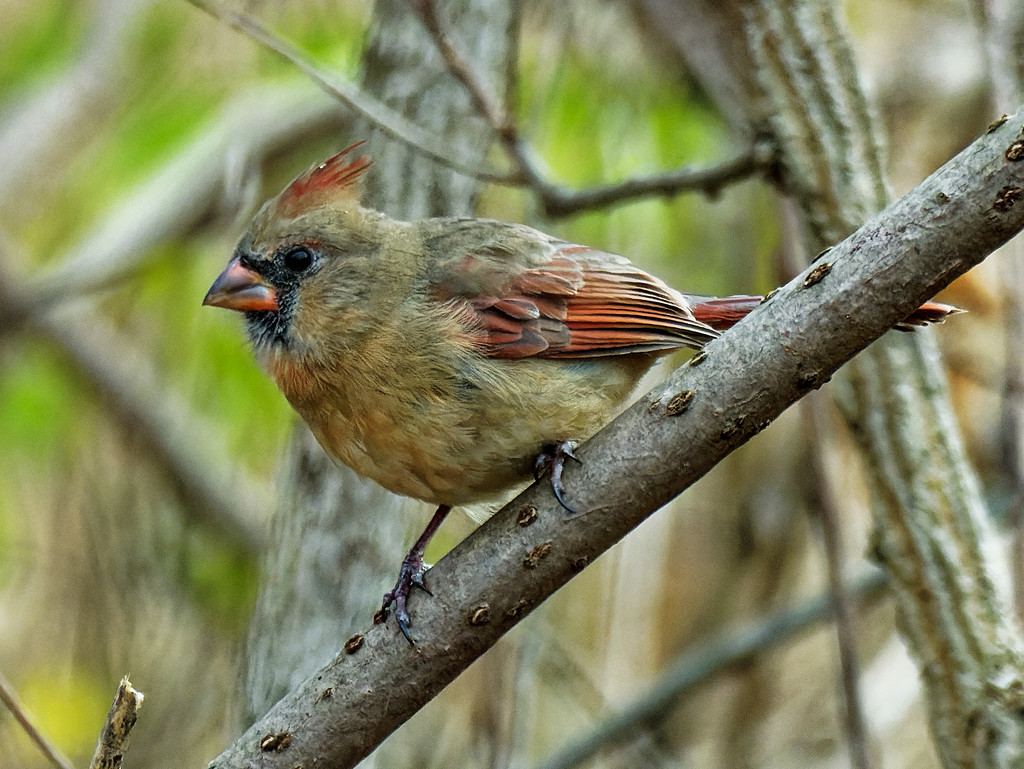 northern cardinal  by rminer