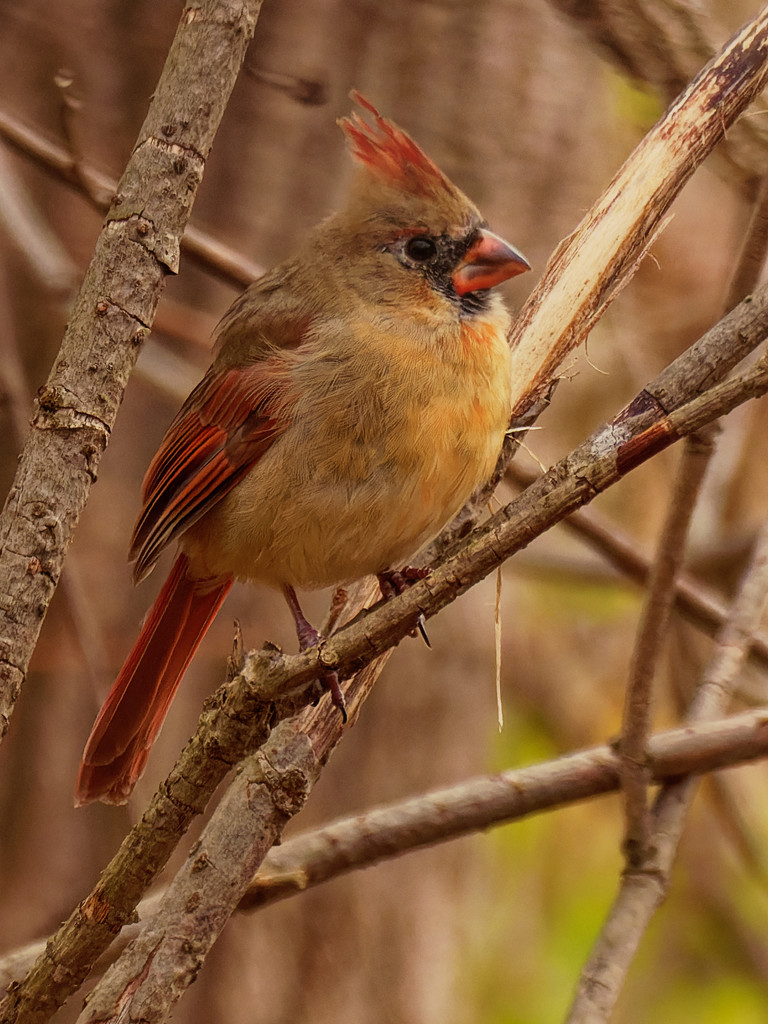 Northern Cardinal  by rminer