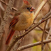 Northern Cardinal  by rminer