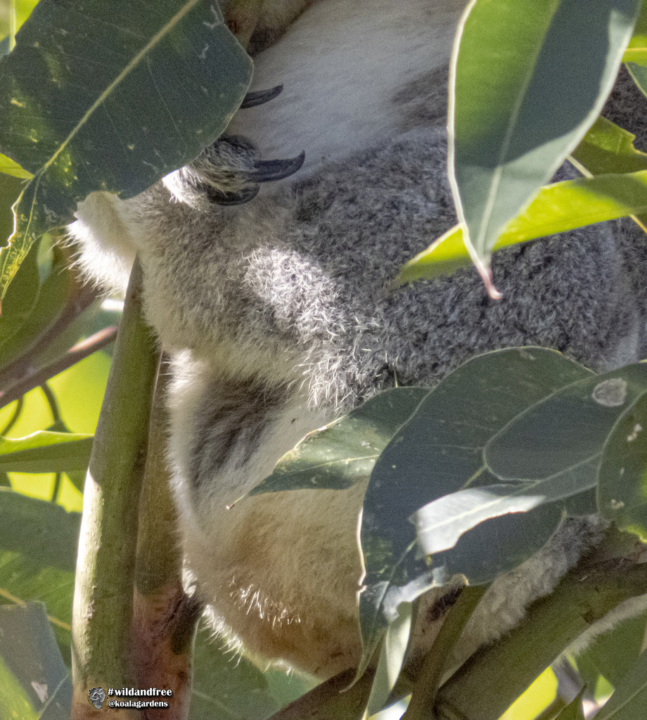 koala secrets down under by koalagardens