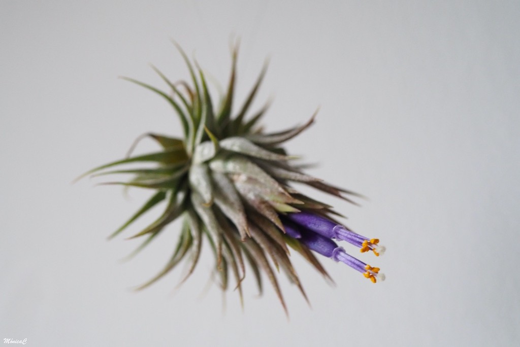 Tillandsia in bloom by monicac
