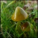 little mushroom by jokristina