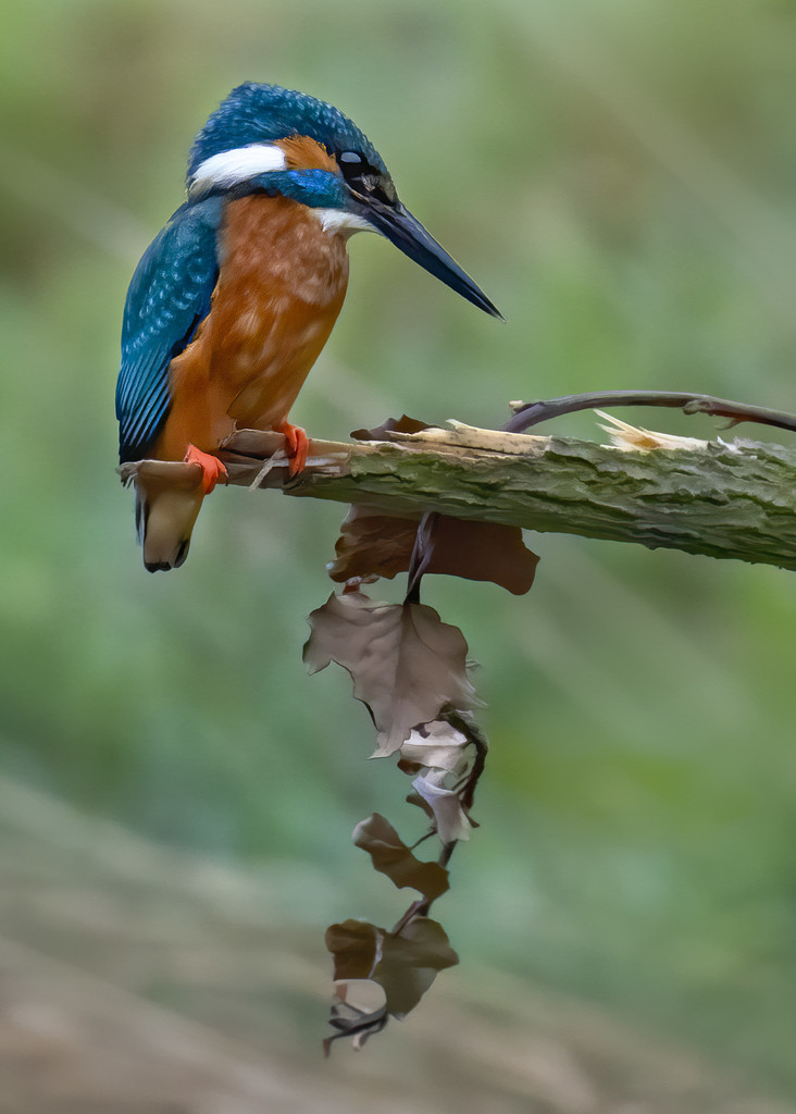 kingfisher  by shepherdmanswife