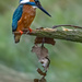 kingfisher  by shepherdmanswife