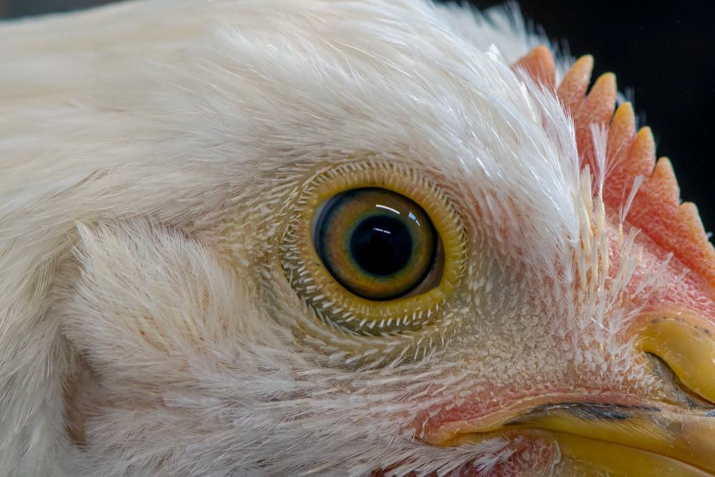 Bird's Eye by farmreporter