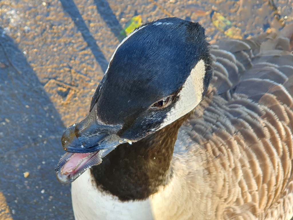 Clarence the twisted beak goose.     by isaacsnek
