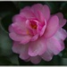 LHG-4422- camellia by rontu