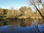 4th Nov 2020 - Pond - Beeston Sidings Nature Reserve