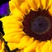LHG-4489-sunflower  by rontu