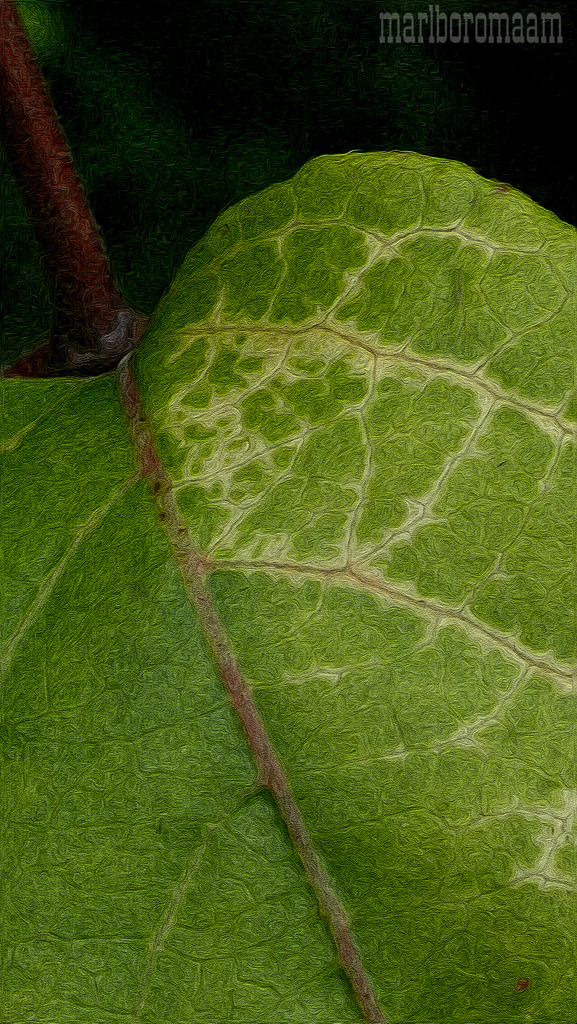 Painted honeysuckle vine leaf... by marlboromaam