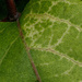 Painted honeysuckle vine leaf... by marlboromaam