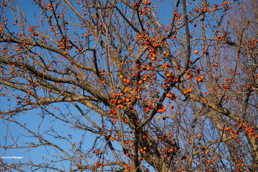 Leaves are gone but the crabapples still remain by larrysphotos
