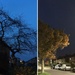 Dark tree/Light tree by denidouble