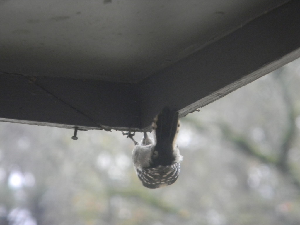 Woodpecker Upside Down On Porch  by sfeldphotos