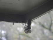 13th Nov 2020 - Woodpecker Upside Down On Porch 