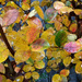 Painted fall crepe myrtle leaves... by marlboromaam