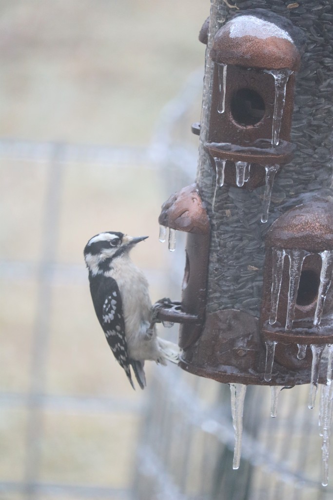 January 18: Downy Woodpecker by daisymiller