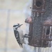 January 18: Downy Woodpecker by daisymiller