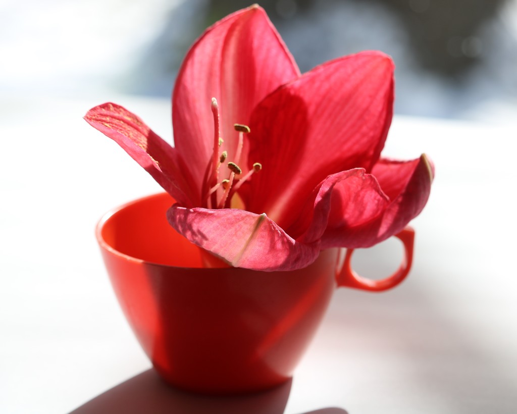 January 22: Amaryllis by daisymiller