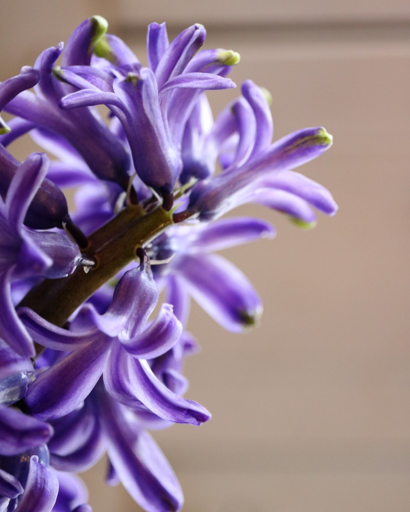 January 23: Hyacinth by daisymiller