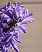 23rd Jan 2020 - January 23: Hyacinth