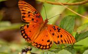 13th Nov 2020 - Gulf Fritillary Butterfly!