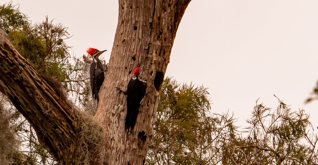 Pileated Woodpeckers! by rickster549