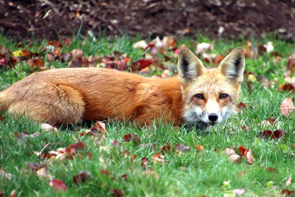 Red Fox by randy23