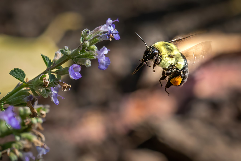 Bee in Flight by jyokota