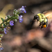 Bee in Flight by jyokota