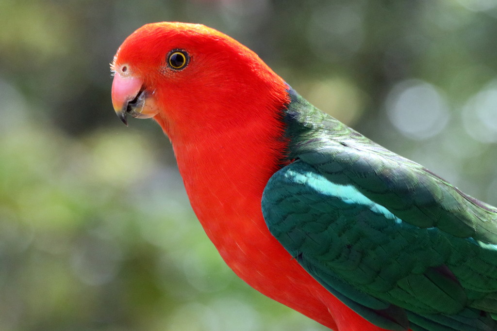 King parrot by gilbertwood