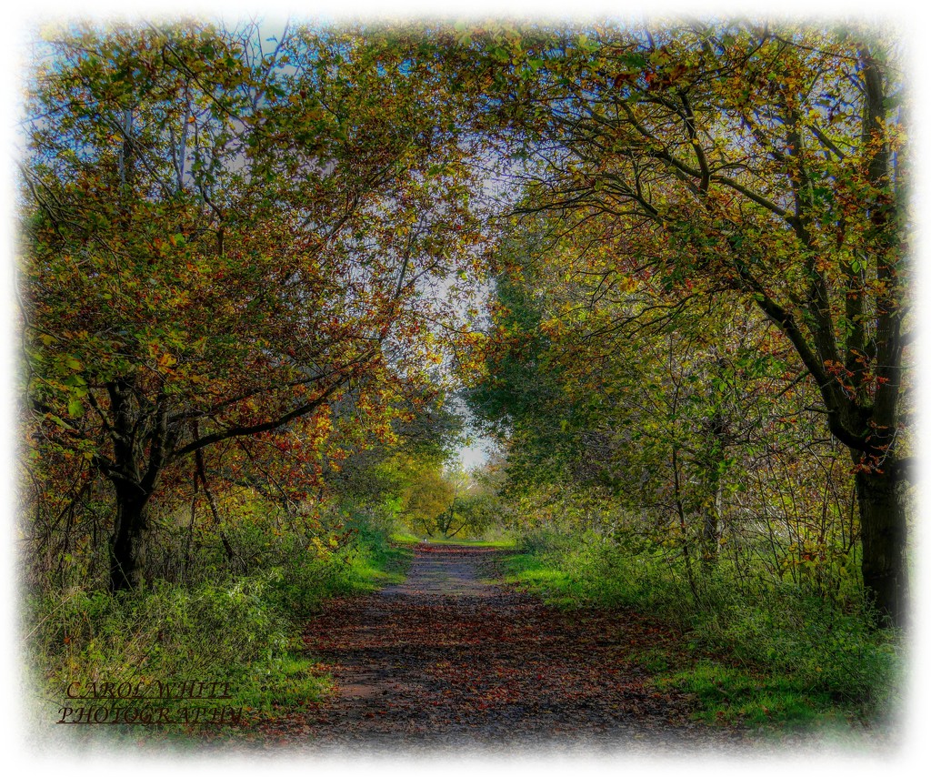 Impressionist Autumn Woodland by carolmw