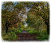 14th Nov 2020 - Impressionist Autumn Woodland