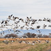 Sandhill Cranes and Snow Geese by bigdad