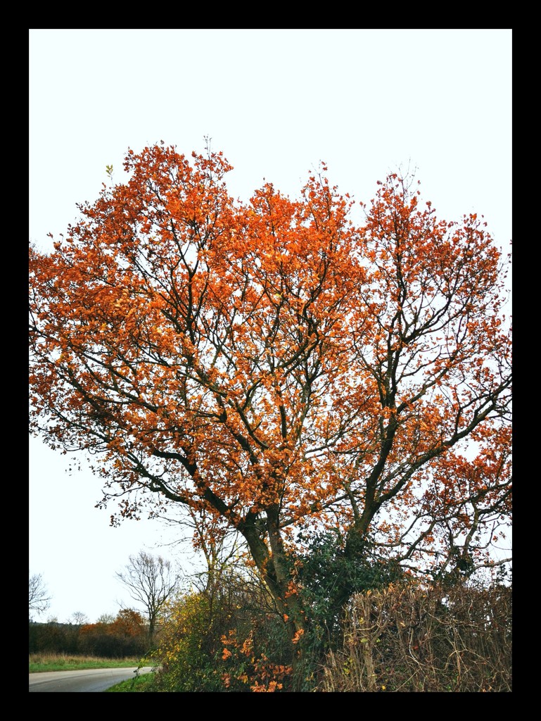 Autumn Colours  by plainjaneandnononsense