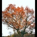 Autumn Colours  by plainjaneandnononsense
