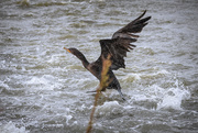 12th Oct 2020 - Flapping In The Rain