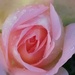 Rosebud and raindrops  by flowerfairyann