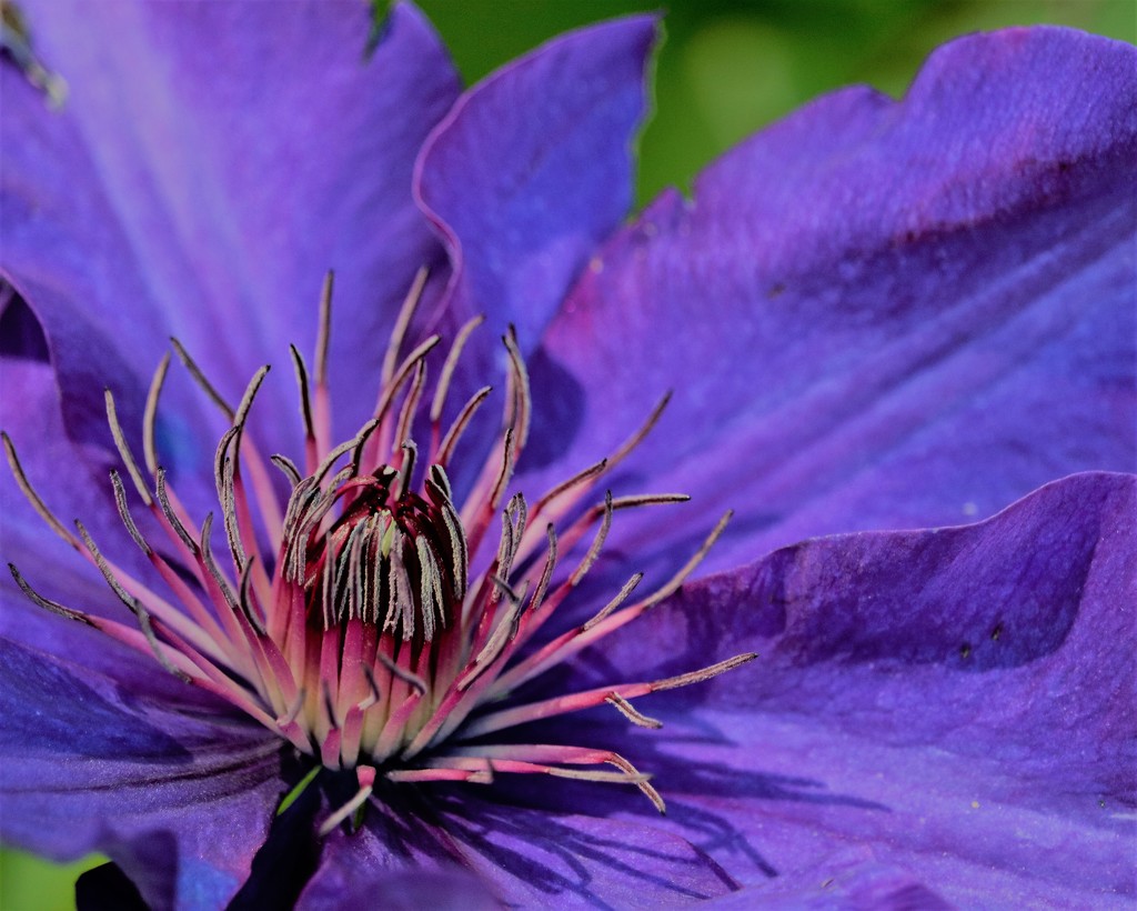 May 9: Clematis by daisymiller