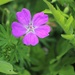 May 10: Perennial Geranium by daisymiller