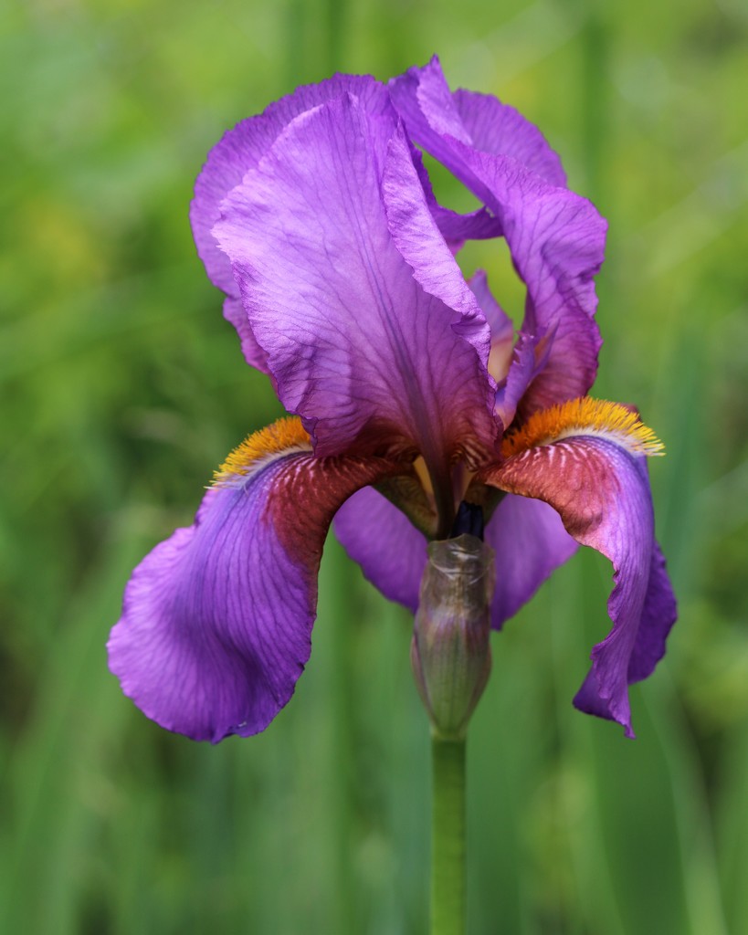 May 12: Iris by daisymiller