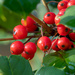 Holly Berries by tdaug80