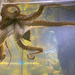 Octopussy by yorkshirekiwi