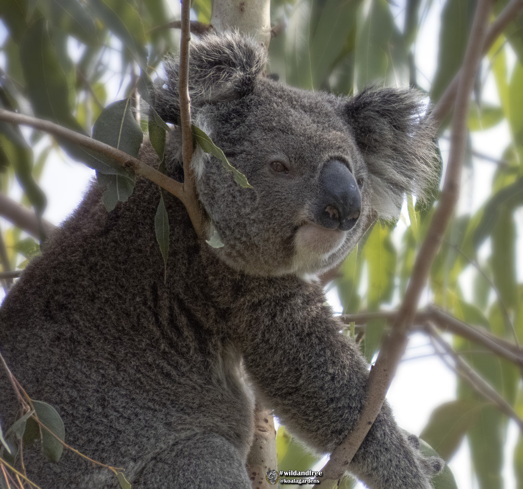 may I hang around here? by koalagardens