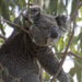 may I hang around here? by koalagardens