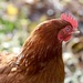 Chick chick chicken  by carole_sandford
