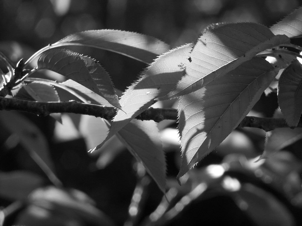 A little light on the kwanzan cherry tree leaves... by marlboromaam